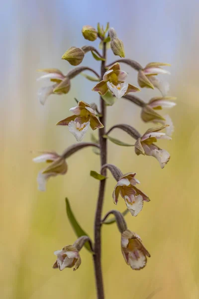 Sumpf Helleborin Epipactis Palustris Wilde Orchideenblüten Mit Leuchtend Gelbem Hintergrund — Stockfoto