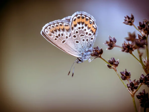Female Silver Studded Blue Plebejus Argus Butterfly Resting Sleeping Sharp — Stock Photo, Image