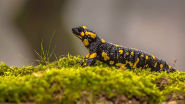 Yangın semender (Salamandra salamandra), muhtemelen Avrupa'nın en tanınmış semender türdür. Hayvan yakın çekim doğal dağ orman