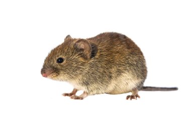 Banka sıçanı (Myodes glareolus; eski adı Clethrionomys glareolus). Beyaz arka plan üzerinde yürüme kırmızı-kahverengi kürklü küçük sıçanı