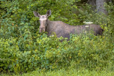 Dişi geyiği veya elk (Alces alces) çalılar Glaskogen doğanın yapraklarında beslenirler İsveç saklıdır