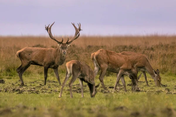 Red Deer Hane Cervus Elaphus Vaktar Grupp Kvinnliga Djur Parningssäsongen — Stockfoto