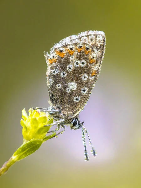 Chalkhill Polyommatus Coridon 蝴蝶在花上色彩鲜艳的背景 — 图库照片