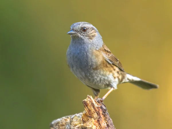 Dunnock Prunella Modularis Empoleirado Log Fundo Verde Jardim Ecológico Olhando — Fotografia de Stock