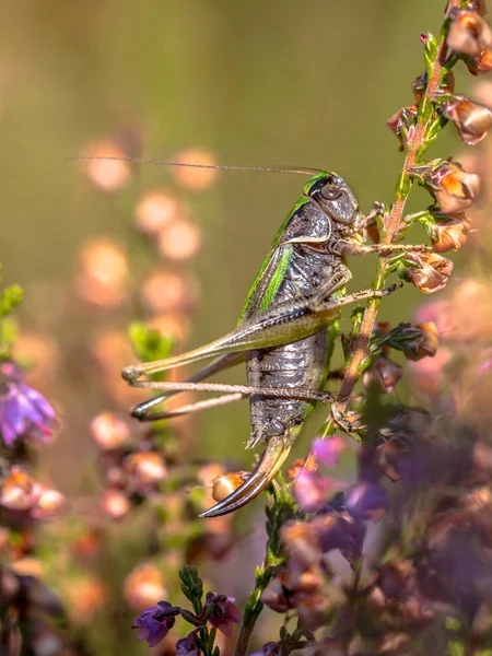 Volwassen Vrouwelijke Bog Bush Cricket Metrioptera Brachyptera Gemeenschappelijke Heide Calluna — Stockfoto