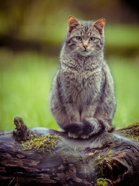 Cute European wild cat (Felis silvestris) in vintage toning with distinctive striped and black tipped tail making eye contact