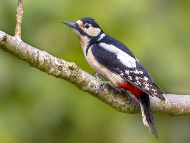 Great Spotted Woodpecker (Dendrocopos major) perched on branch of tree and looking at camera clipart