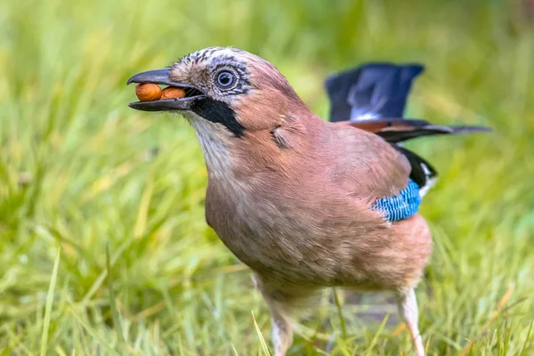 Eichelhäher Garrulus Glandarius Porträt Hinterhof Rasen Grünem Gras Mit Nüssen — Stockfoto