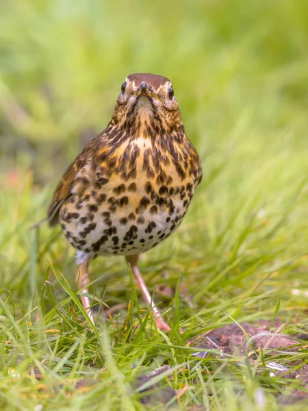 Turdus Philomelos 잔디밭에서 구하고 배경으로 카메라를 — 스톡 사진