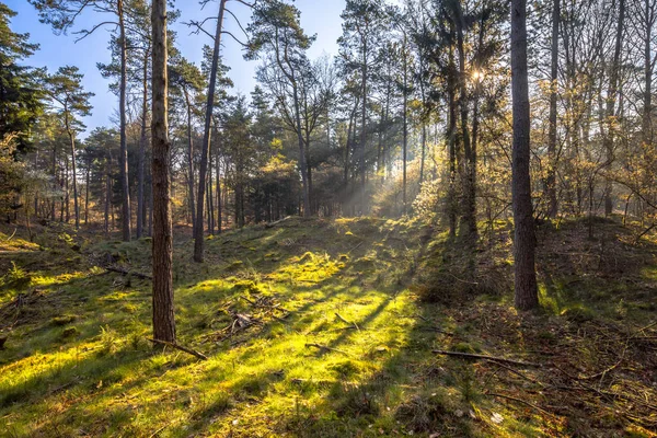 Sole Splendente Attraverso Gli Alberi Della Foresta Mattina Presto Giorno — Foto Stock