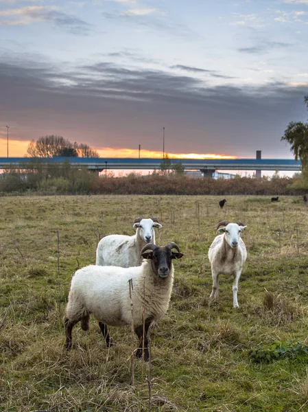 Grupa Owiec Używane Utrzymania Użytków Zielonych Patrząc Kamerę Miejskich Ustawienie — Zdjęcie stockowe