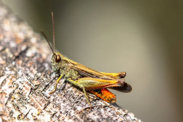 Woodland Grasshopper (Omocestus rufipes) perched on branch. This grasshopper is present in most of Europe, in eastern Palearctic ecozone, in North Africa and in the Near East.