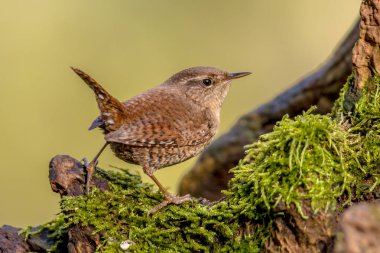 Avrasya yeşil arka plana sahip yosunlu günlük tünemiş çit kuşu (Troglodytes troglodytes)