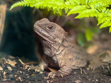 Yeni Zelanda Tuatara, yaşayan fosil yerli ve endemik bir sürüngen olduğunu. Yuva ortaya çıkan doğal ortamda hayvan