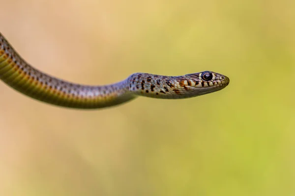 Grande Cobra Chicote Coluber Caspius Retrato Contra Fundo Verde Brilhante — Fotografia de Stock