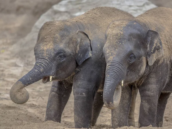 Deux Jeunes Éléphants Indiens Elephas Maximus Indicus Jouant Soufflant Avec — Photo