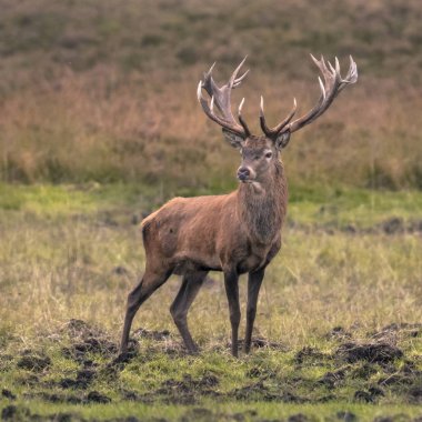 Güçlü erkek Kızıl geyik (Cervus elaphus) gün batımında çim Sahası