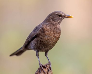 Parlak renkli arka plan ile günlük kadın karatavuk (Turdus merula) tünemiş