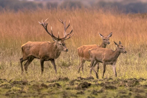 强雄鹿巴克 鹿马鹿 在草地上与两个母鹿在日落 — 图库照片