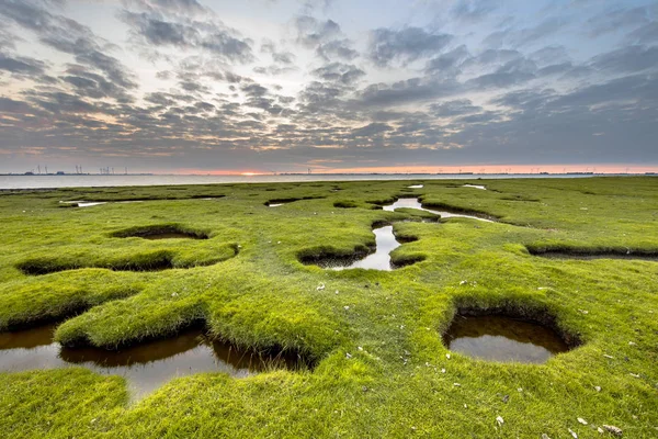 Erosion Hål Tidvatten Marsh Gräsmark Dollard Den Punt Van Reide — Stockfoto