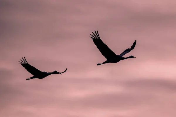 Två Migrera Eurasiska Tranor Grus Grus Flyger Rosa Himmel Solnedgången — Stockfoto