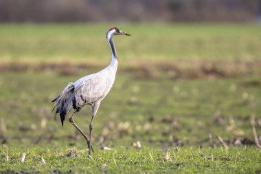 Avrasya vinç (Grus grus) yeşil çim alan ve kamera arıyor