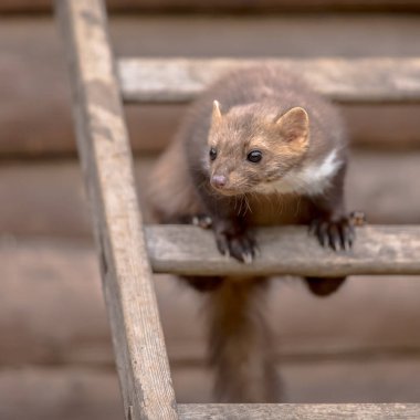 House sansar (Martes foina) kayın Marten veya kaya sansarı da bilinir. Oturma ve merdiven bir tavan için arıyorsunuz