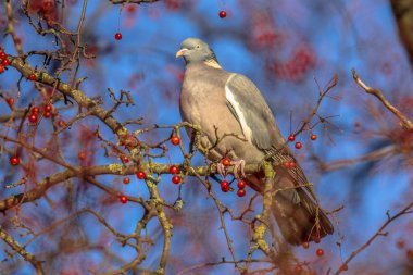 Çilek üzerinde besleme sırasında ahşap güvercin (Columba palumbus) bakmak. Kış hayatta kalmak için berry ağaçta birçok yerleşik kuş hayvan yemi için.