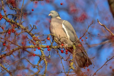 Wood pigeon (Columba palumbus) lookng while feeding on berries. Many resident birds forage on berry trees to survive winter. clipart
