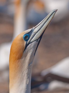 Mahmuzlu üreme kolonisi Cape kaçıranlar, Yeni Zelanda ararken Gannet (Morus bassanus)