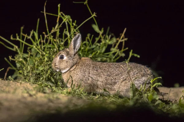Avrupa Tavşan Dikkatli European Geceleri Karanlıkta Yiyecek Arama — Stok fotoğraf