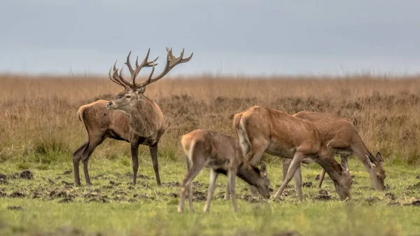 Herten Mannelijke Buck Cervus Elaphus Groep Van Vrouwelijke Dieren Bewaken — Stockfoto