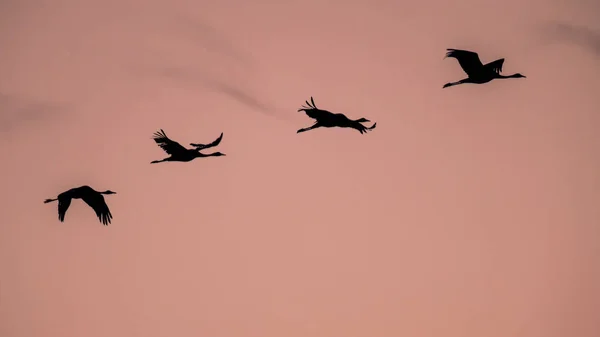 Två Migrera Eurasiska Tranor Grus Grus Flyga Rak Formation Mot — Stockfoto