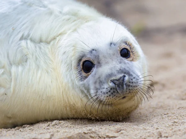 Surpreso Olhando Bebê Selo Comum Phoca Vitulina Animal Que Olha — Fotografia de Stock