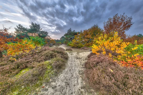 Podzimní Krajina Vřesoviště Barevné Listí Stromech Drenthe Nizozemsko — Stock fotografie