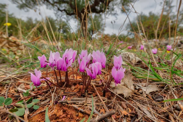 Skupina Kadeřavou Ivy Brambořík Nebo Sowbread Cyclamen Hederifolium Olivovým Sadem — Stock fotografie