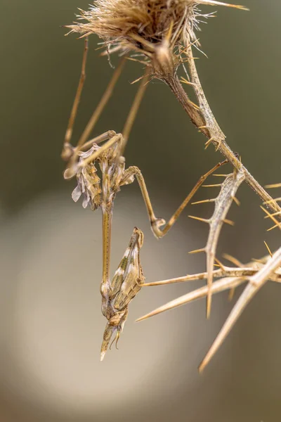 Богомол Конический Empusa Pennata Средиземноморский Кустарник Нападает Хищное Насекомое Перевернутыми — стоковое фото