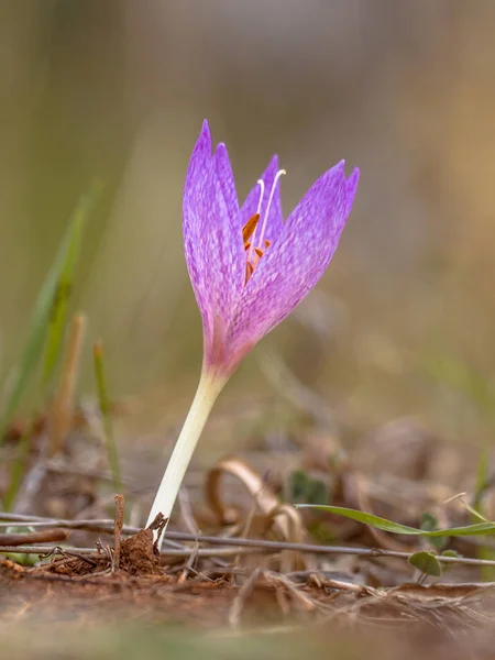 Sonbahar Çiğdem Çiçek Colchicum Autumnale Yunanistan Peloponnesos Yarımadası Üzerinde Vahşi — Stok fotoğraf