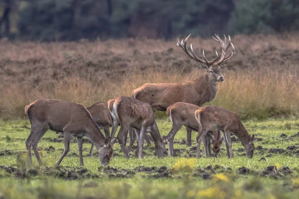 Cervo Macho Buck Cervus Elaphus Guardando Rebanho Fêmeas Animais Corça — Fotografia de Stock