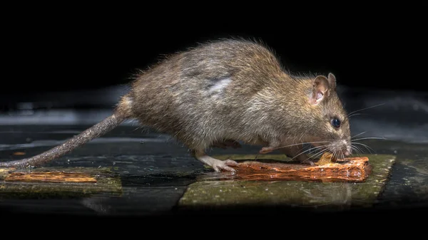 Wild Bruine Rat Rattus Norvegicus Voeden Met Stenen Water Van — Stockfoto