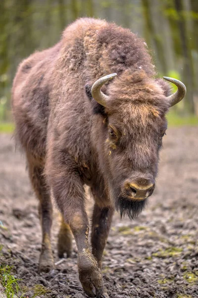 Bison Européen Juvénile Averti Bison Bonasus Marchant Vers Caméra — Photo