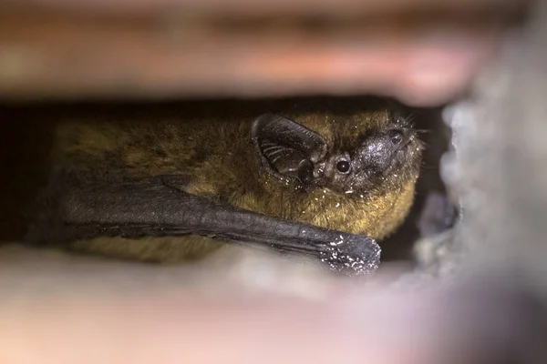 Hibernált Törpedenevér Denevér Pipistrellus Pipistrellus Fal Üreg Ház Építése — Stock Fotó