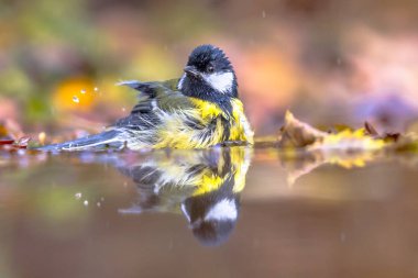 Bahçe kuş büyük baştankara (Parus major) yıkanan su sıcak renk sarı sonbahar yaprakları ile
