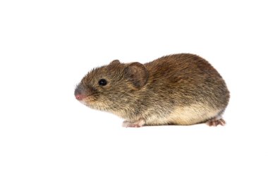 Banka sıçanı (Myodes glareolus; eski adı Clethrionomys glareolus). Beyaz zemin üzerine kırmızı-kahverengi kürklü küçük sıçanı