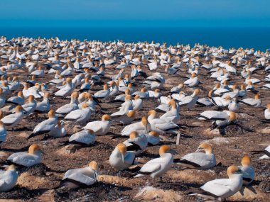Mahmuzlu Gannet (Morus bassanus) Cape kaçıranlar, Yeni Zelanda, Koloni üreme