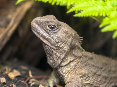 Tuatara kafa, yaşayan fosil, Yeni Zelanda'da yerli ve endemik bir sürüngen olduğunu. Yuva ortaya çıkan doğal ortamda hayvan