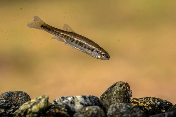 ユーラシア ミノー Phoxinus Phoxinus コイ家族コイ科の淡水魚の小さな種です 岩の下の川で泳ぐ — ストック写真