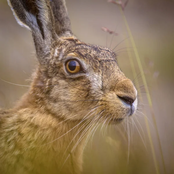 Portre Uyanık Avrupa Çimenlerde Gizleme Kamuflaj Üzerinde Güvenerek Tavşan Tavşan — Stok fotoğraf