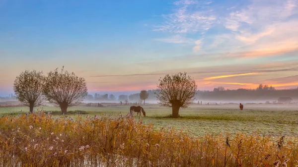 Pollard Wierzby Konie Holenderski Krajobrazu Rolniczego Wschodzie Słońca Podczas Jesieni — Zdjęcie stockowe