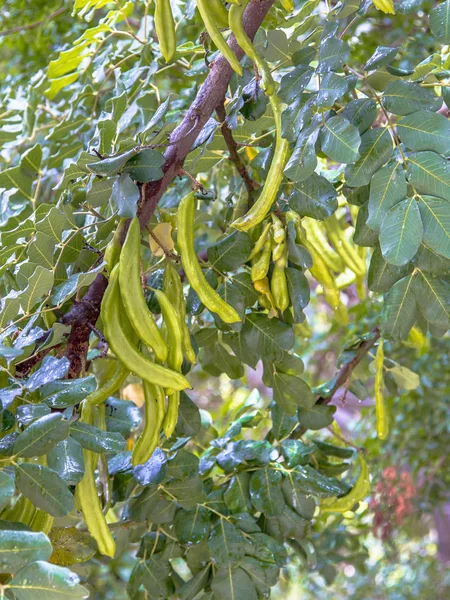 Alfarrobeira Ceratonia Siliqua Fruto Que Cresce Árvore — Fotografia de Stock